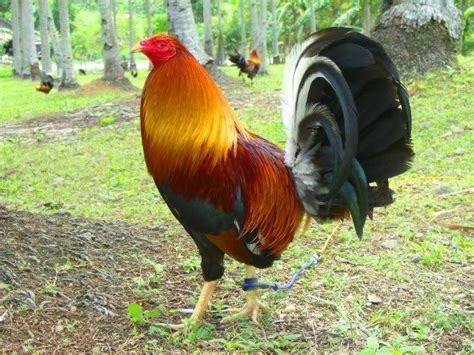 lemon gamefowl